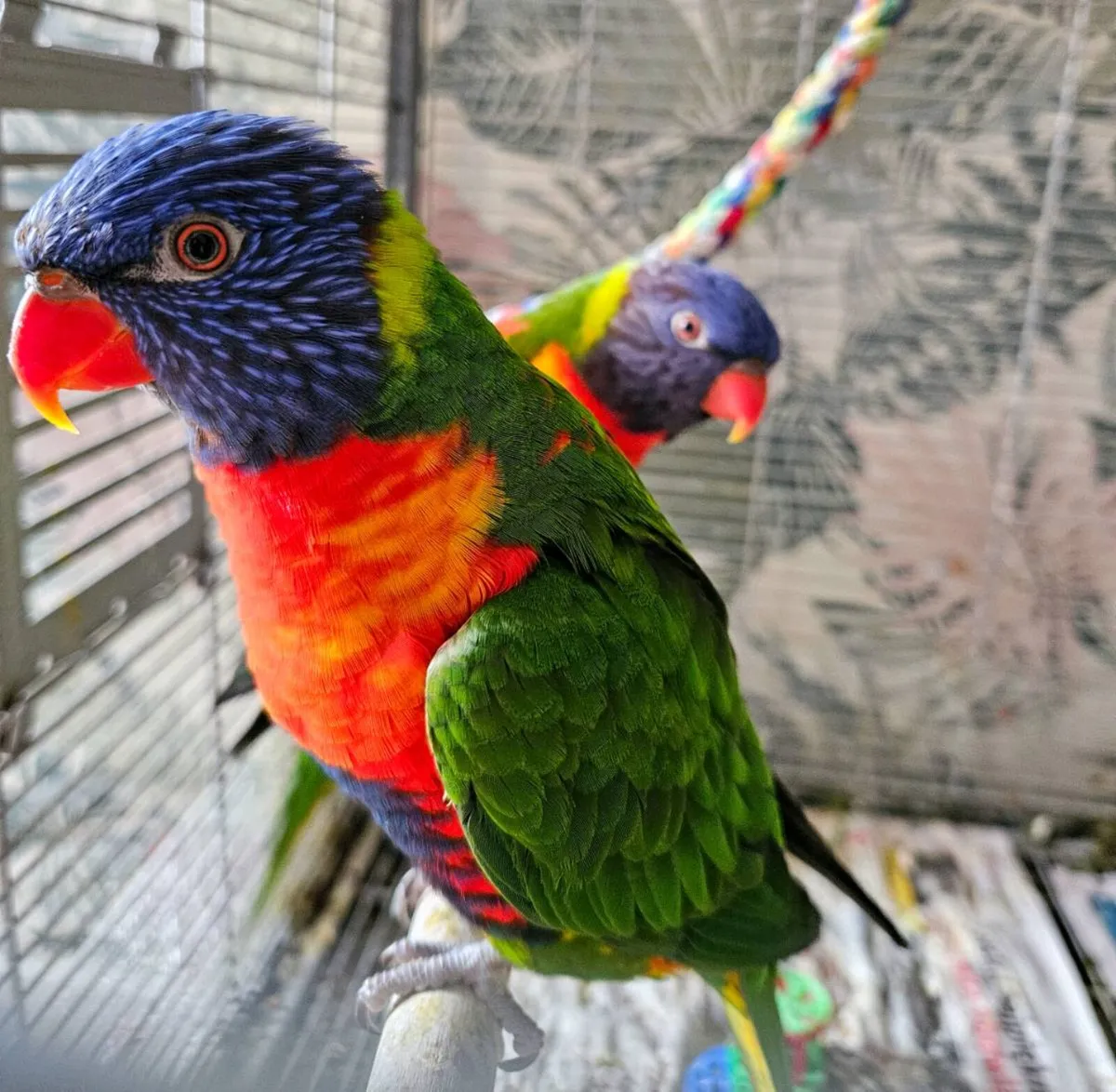 Pair of Rainbow Lorikeets - Image 2