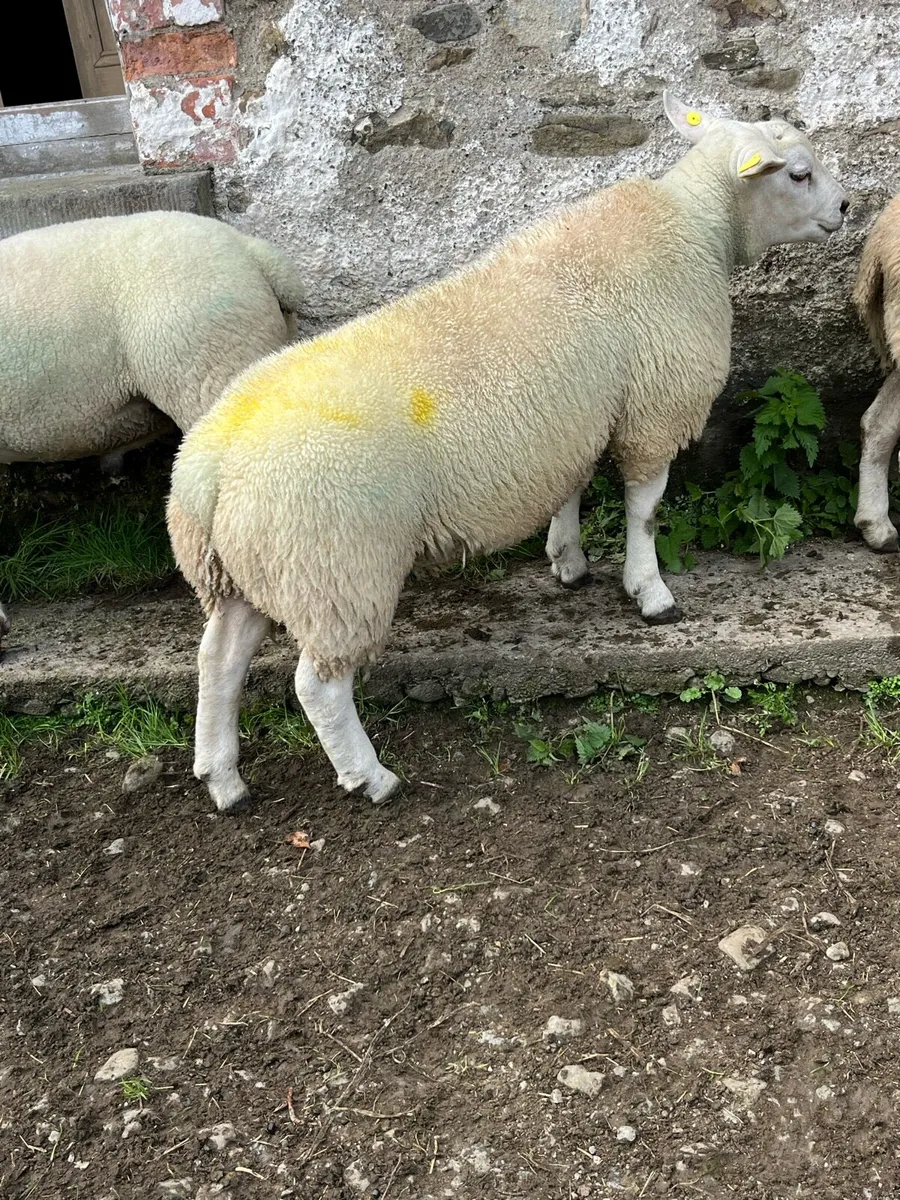 Rams - Image 4