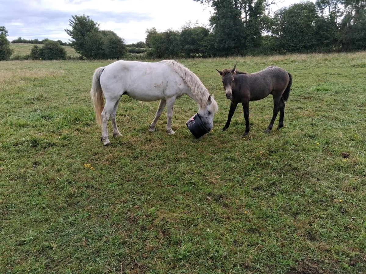 Connemara Mare and Foal - Image 2