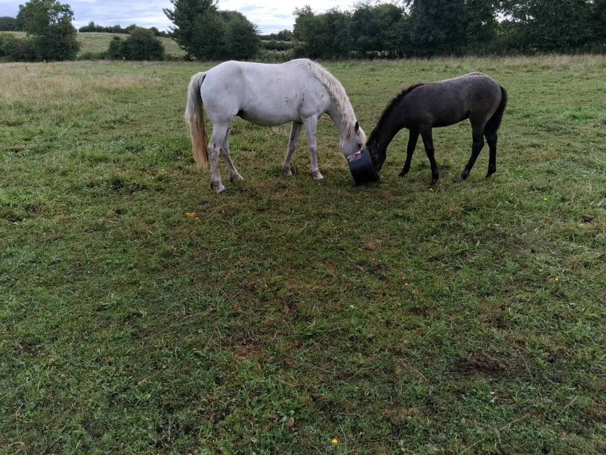Connemara Mare and Foal - Image 3