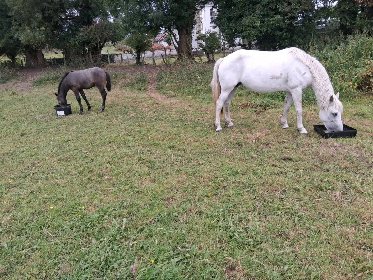 Connemara Mare and Foal - Image 4