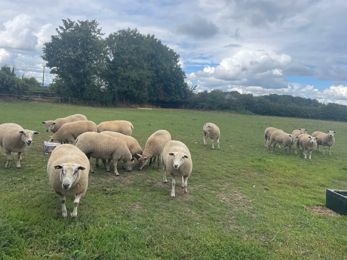 Livestock - Image 1