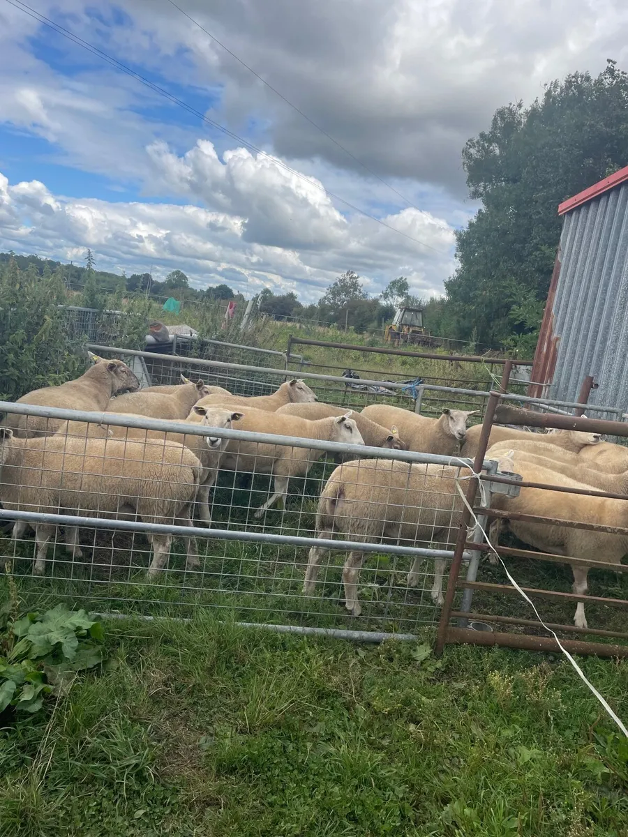 Livestock - Image 3