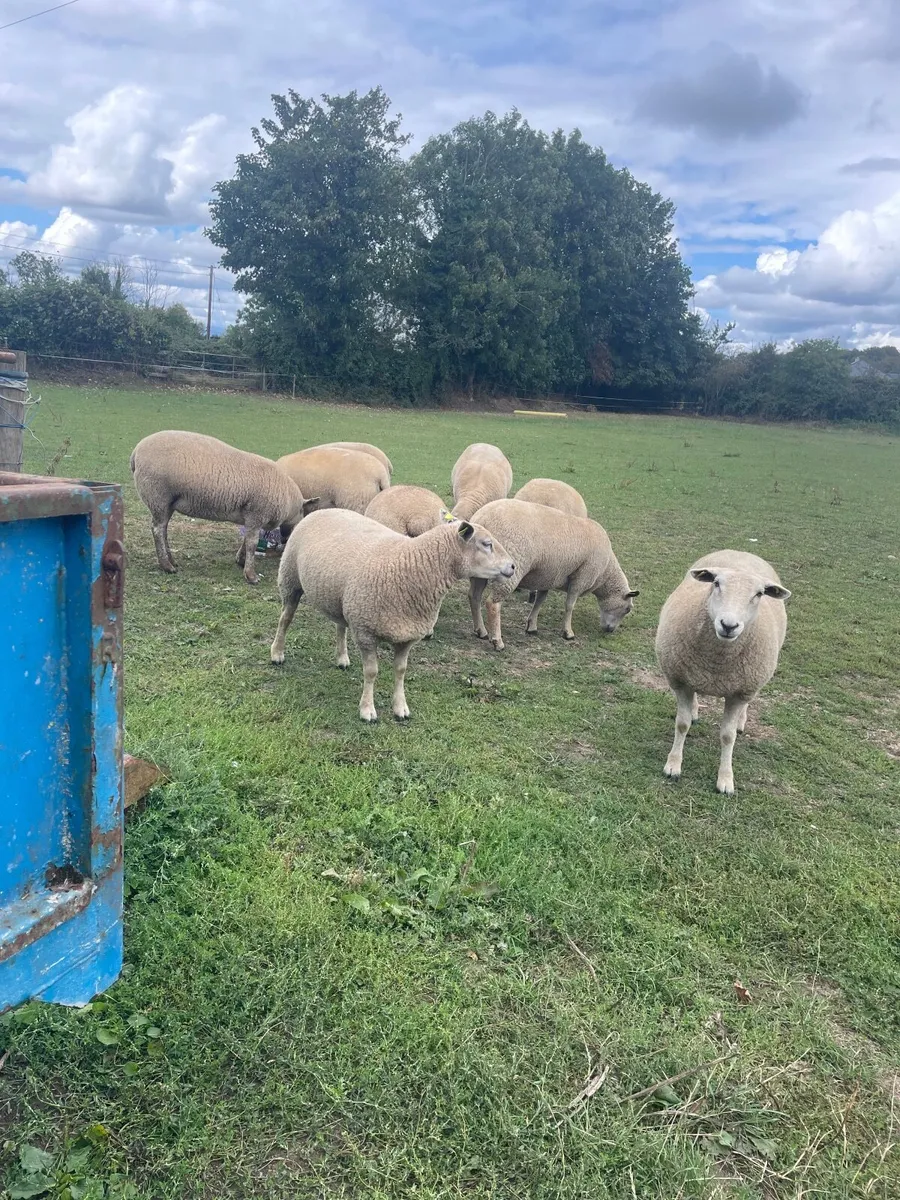 Livestock - Image 4