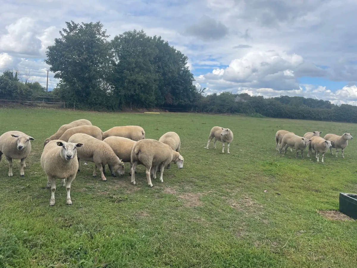 Livestock - Image 2