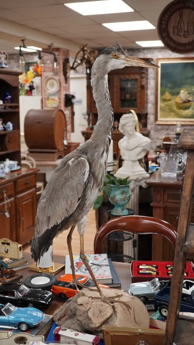 Vintage Taxidermy Grey Heron - Image 2