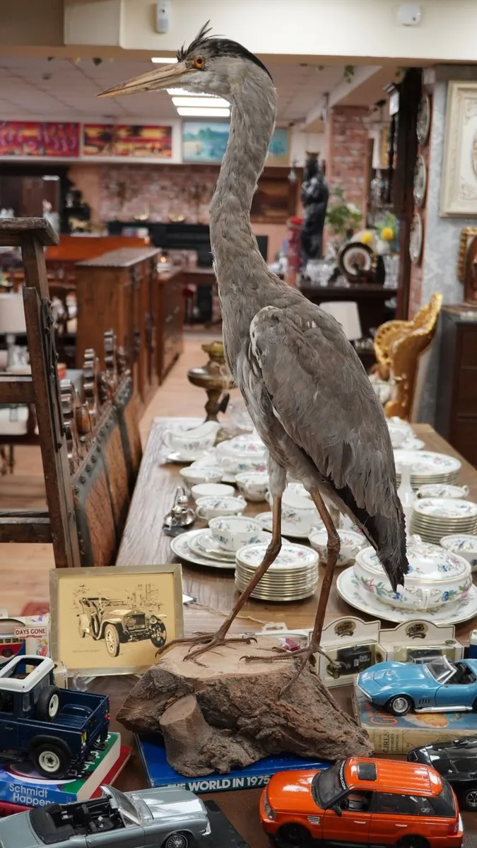 Vintage Taxidermy Grey Heron - Image 3