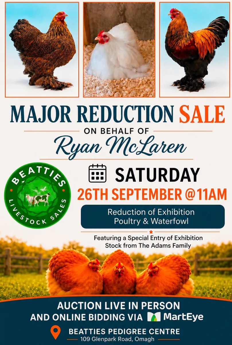 Poultry Auction: Ryan McLaren Major Reduction Sale - Image 1
