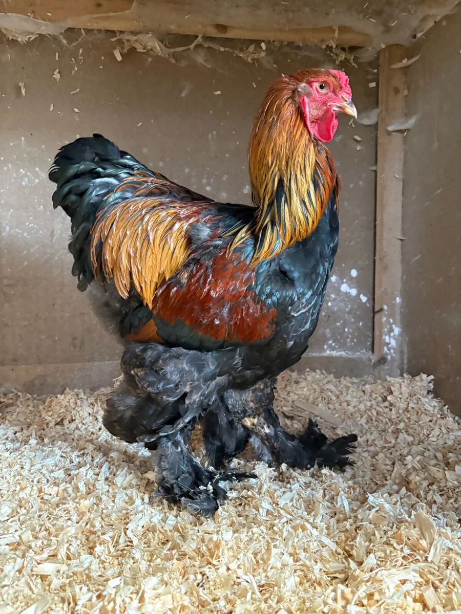 Poultry Auction: Ryan McLaren Major Reduction Sale - Image 3