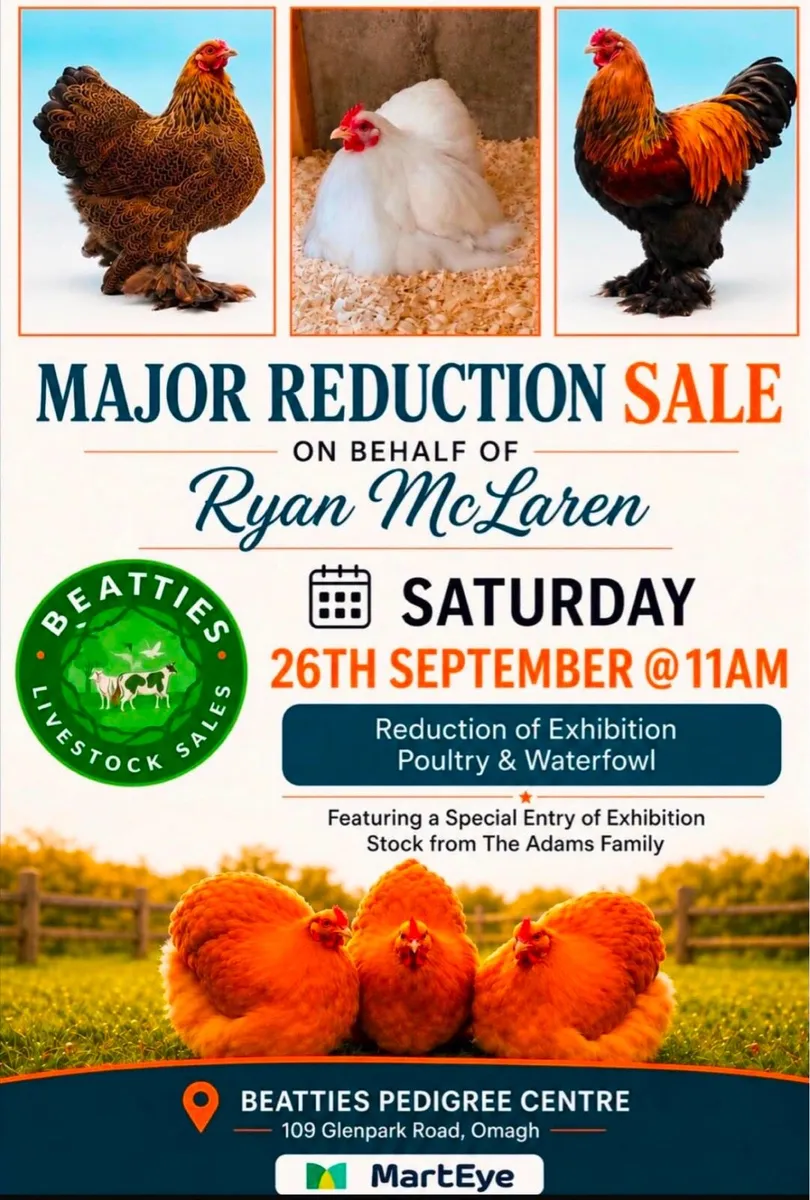 Poultry Auction: Ryan McLaren Major Reduction Sale - Image 4
