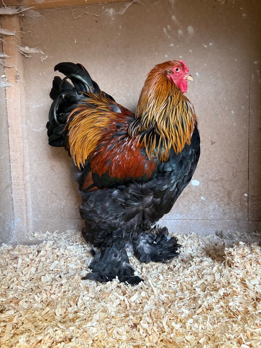 Poultry Auction: Ryan McLaren Major Reduction Sale - Image 2