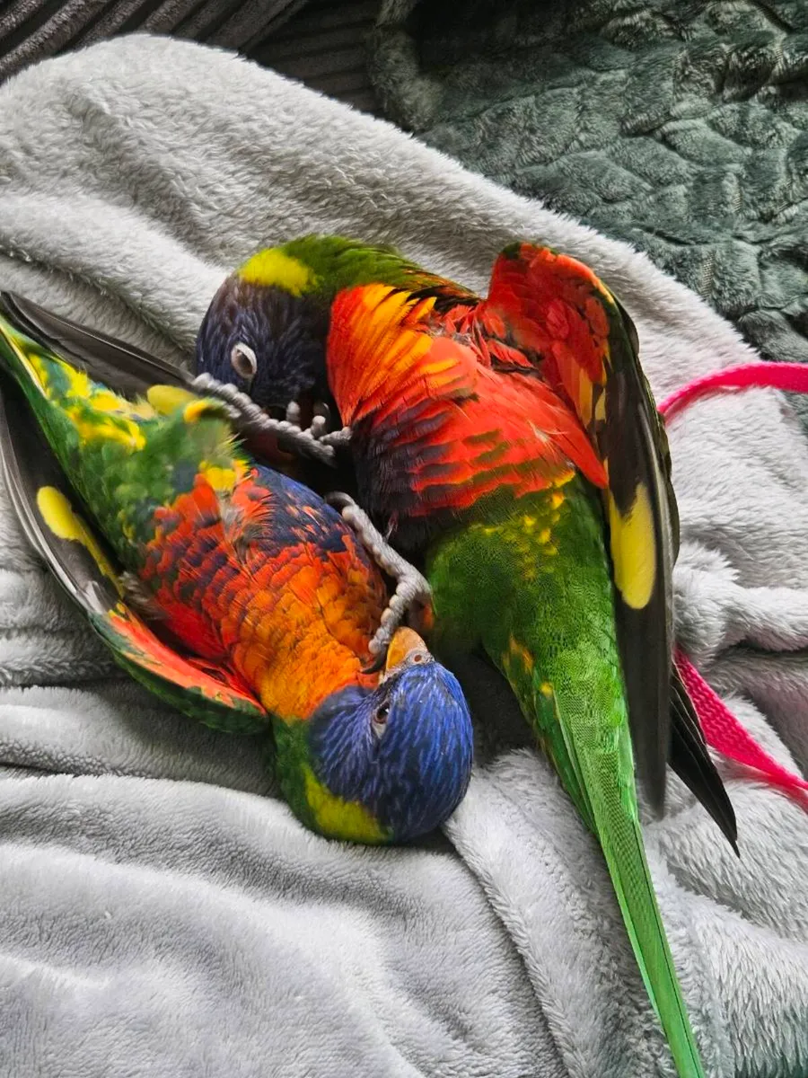 Pair of Rainbow Lorikeets - Image 1