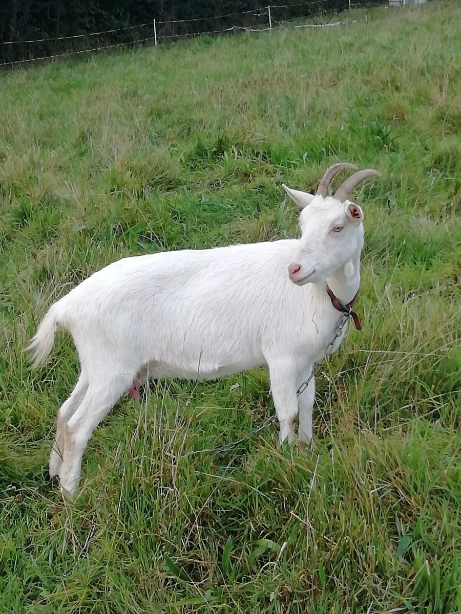 Female saanen goat - Image 1