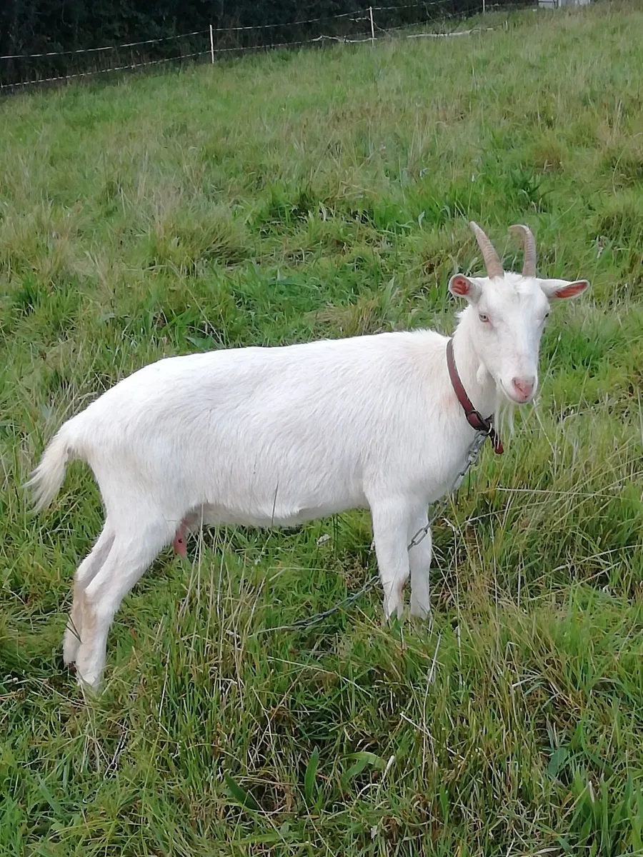 Female saanen goat - Image 2