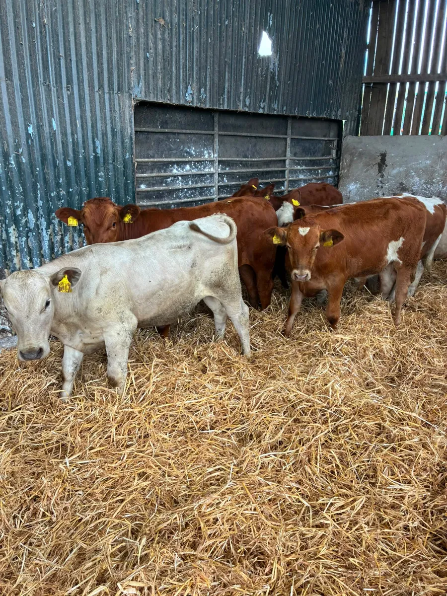 Beef bred bulls - Image 3
