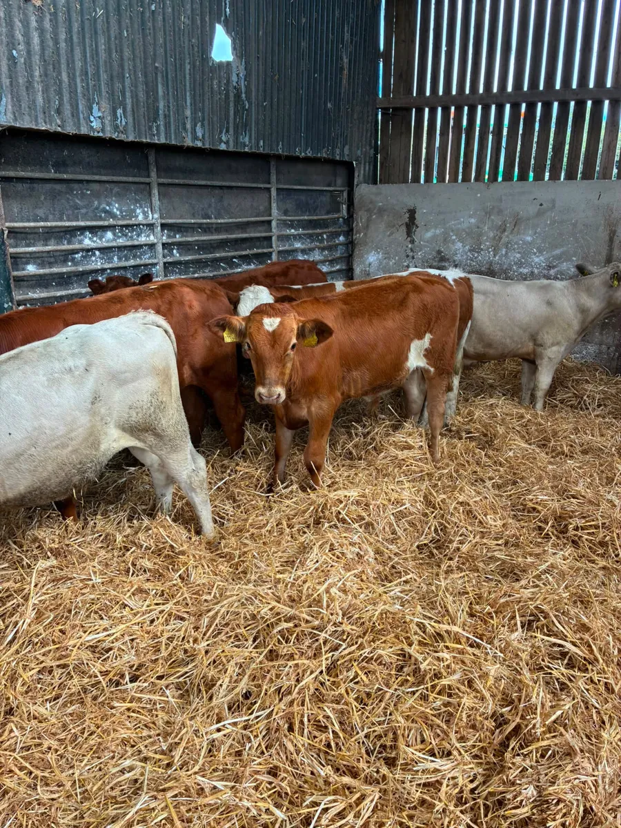 Beef bred bulls - Image 2