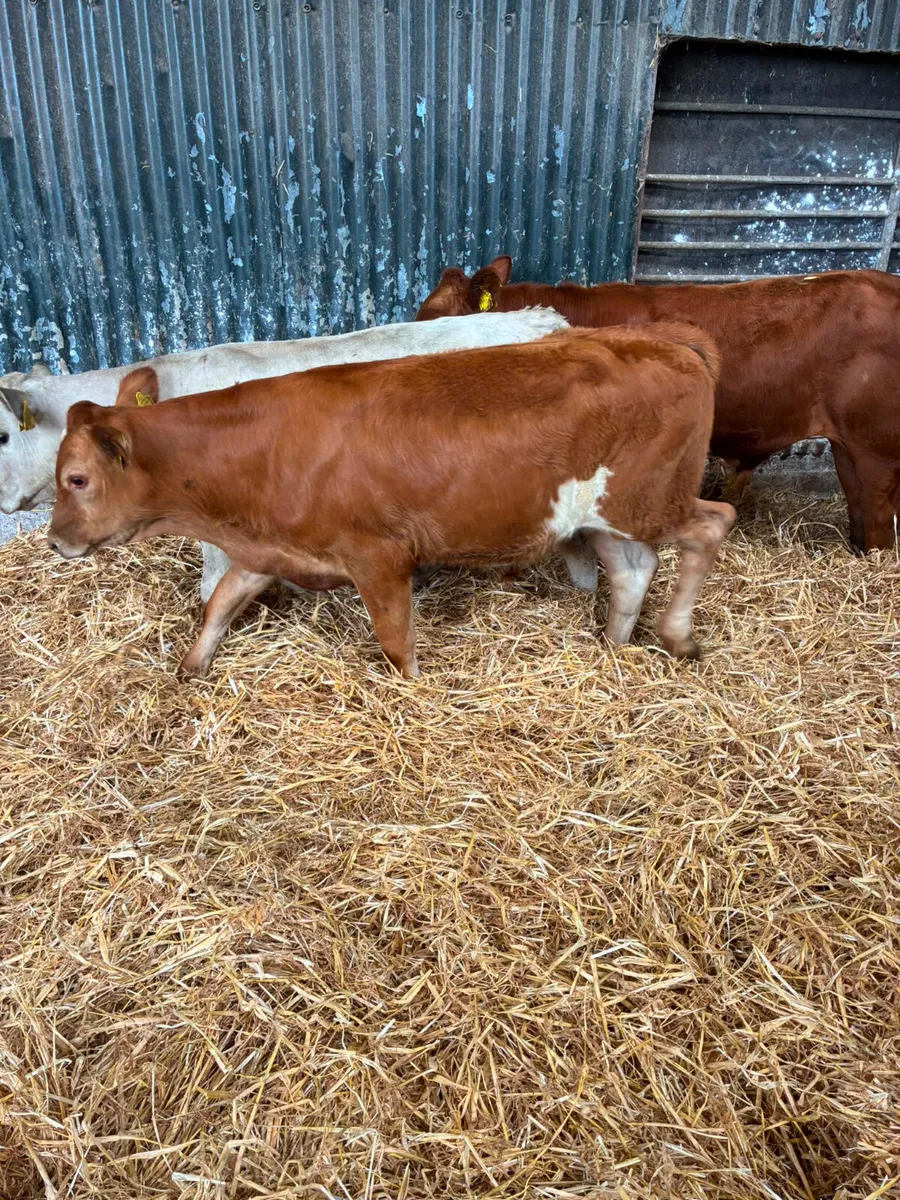 Beef bred bulls - Image 1