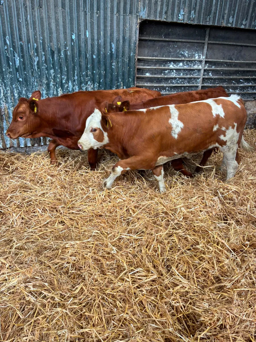 Beef bred bulls - Image 4