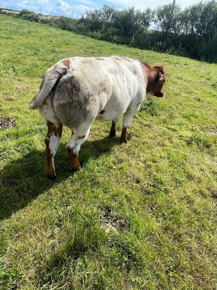 Show Heifer - Image 3