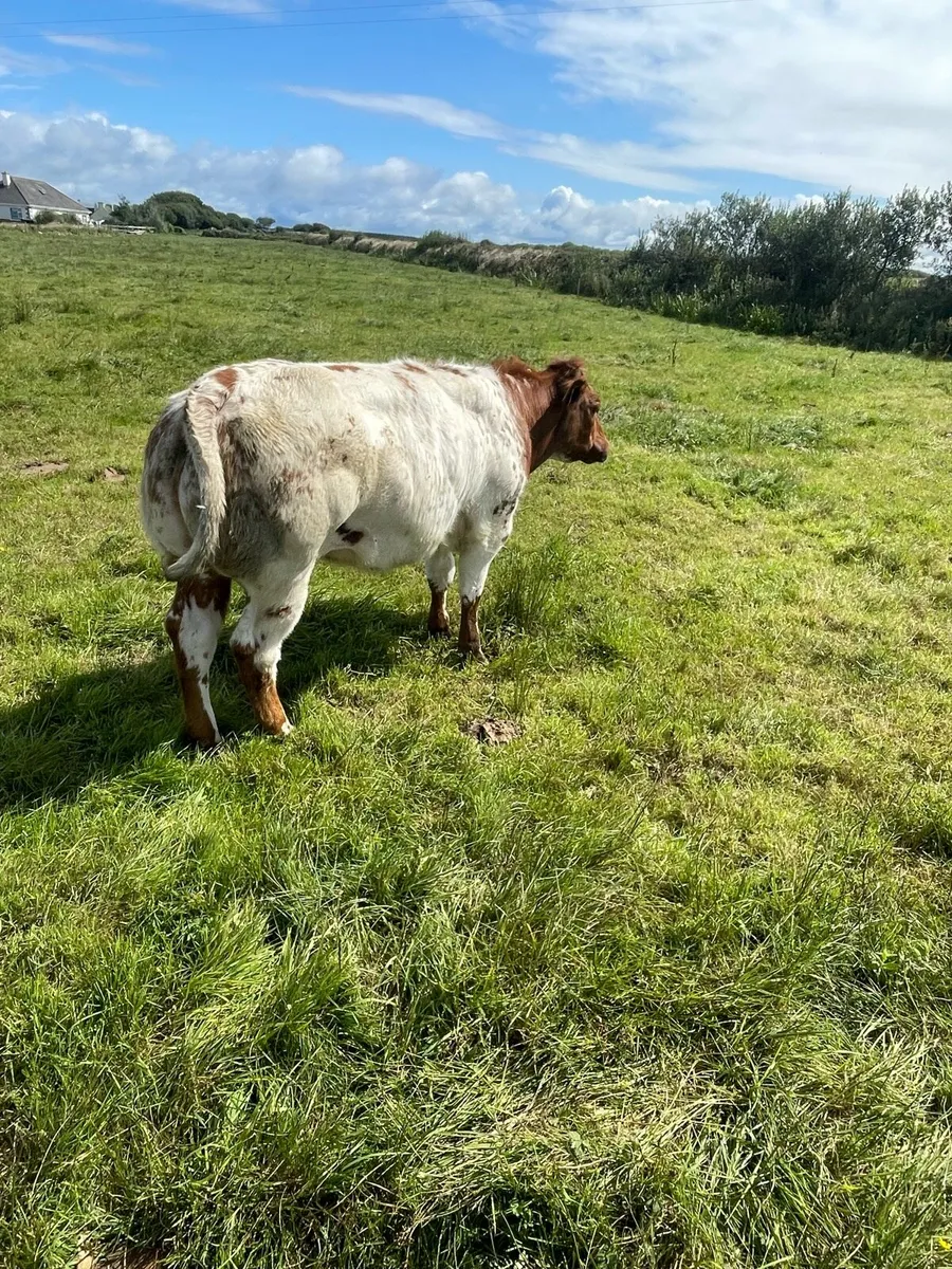 Show Heifer - Image 4
