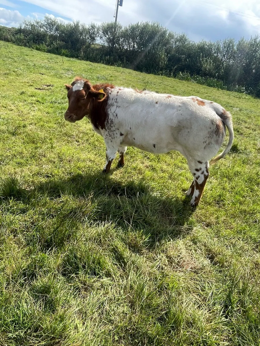 Show Heifer - Image 1