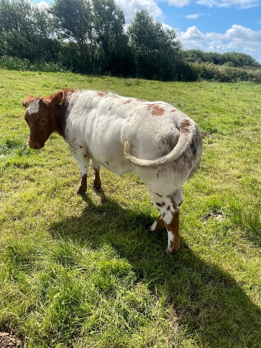 Show Heifer - Image 2