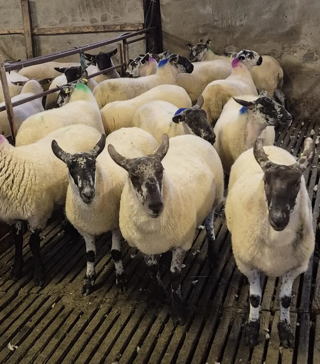 Coolaney Sheep Sale Co.Sligo - Image 1