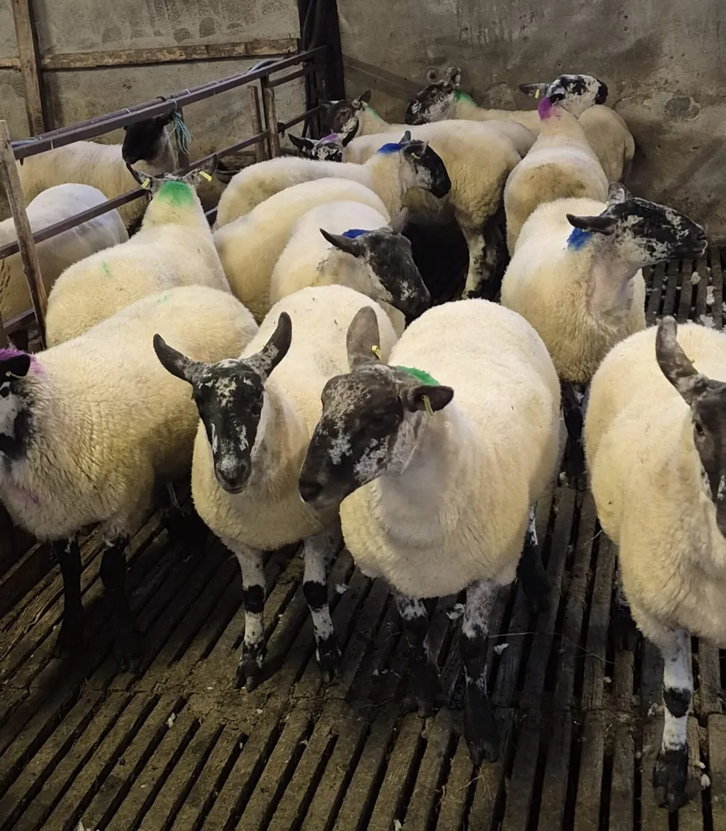Coolaney Sheep Sale Co.Sligo - Image 2