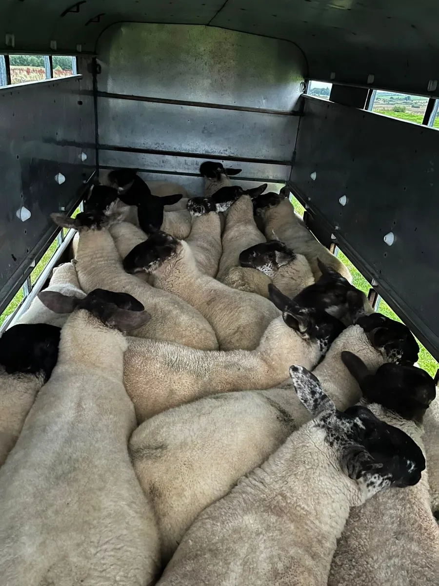 Coolaney Sheep Sale Co.Sligo - Image 3