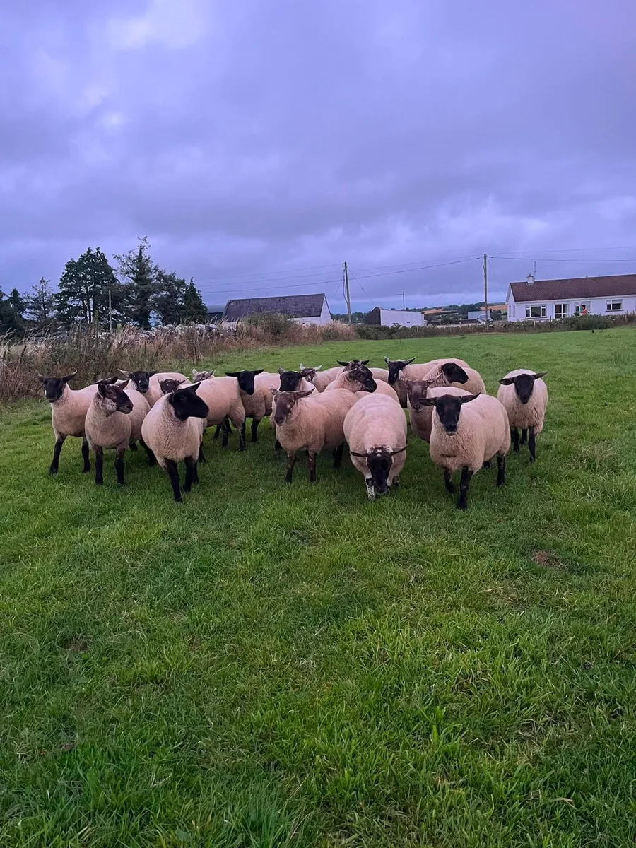 Coolaney Sheep Sale Co.Sligo - Image 4