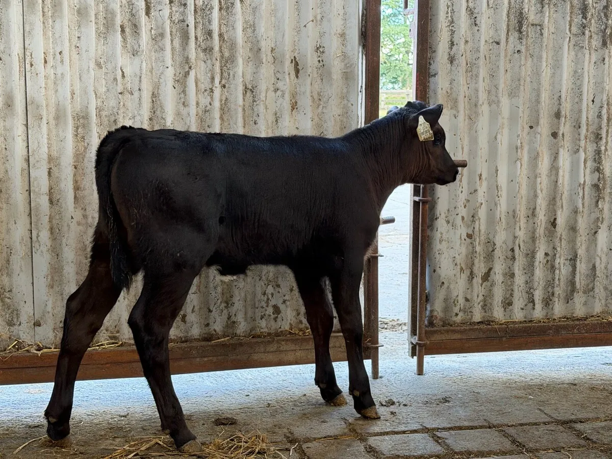 2 super Angus Sucks - Image 3