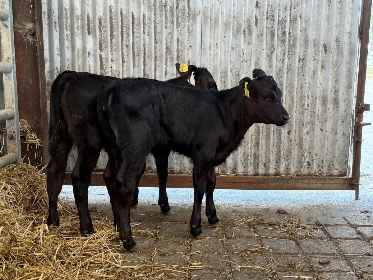 2 super Angus Sucks - Image 4