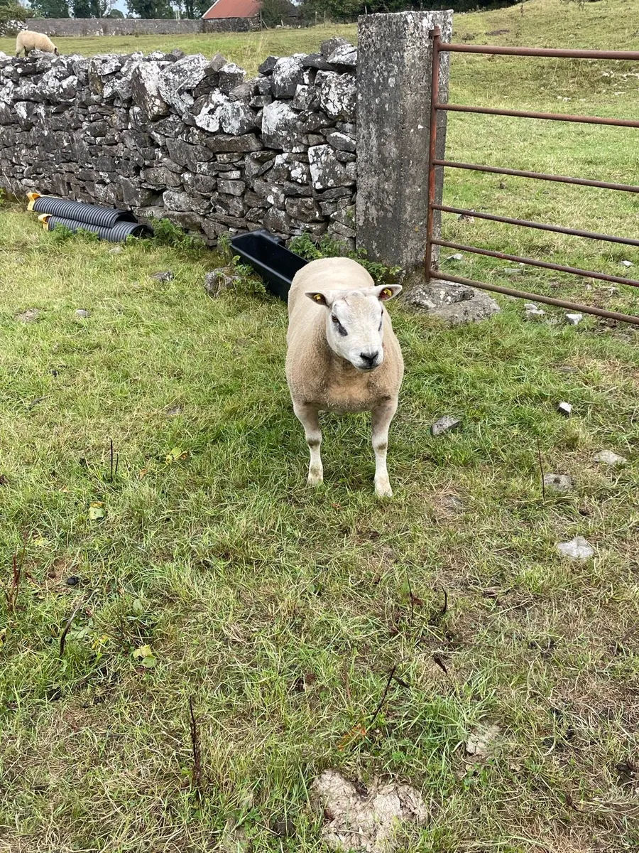 Hybrid Hogget Ram - Image 2