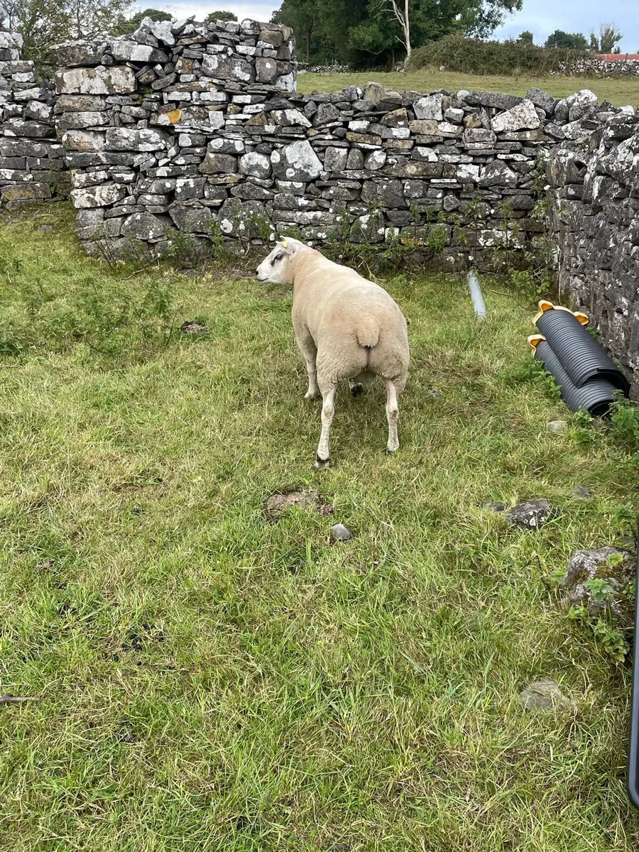 Hybrid Hogget Ram - Image 3