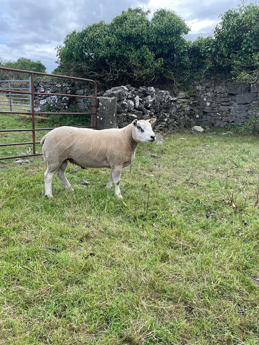 Hybrid Hogget Ram - Image 1