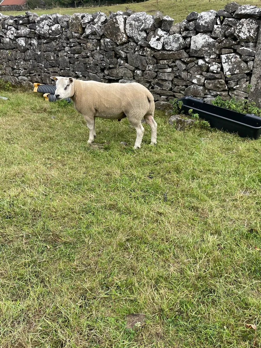 Hybrid Hogget Ram - Image 4