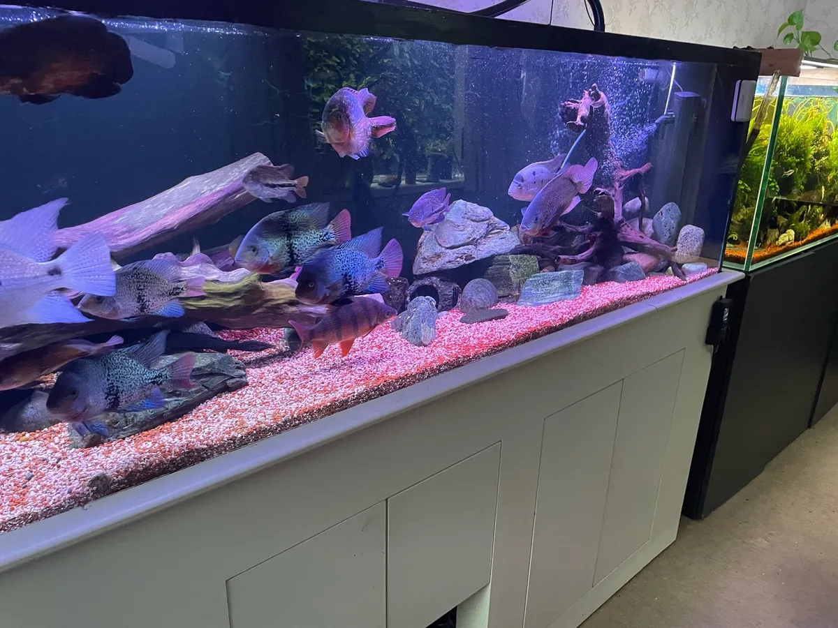 Fish tank 8x2x2 1000 litre - Image 3