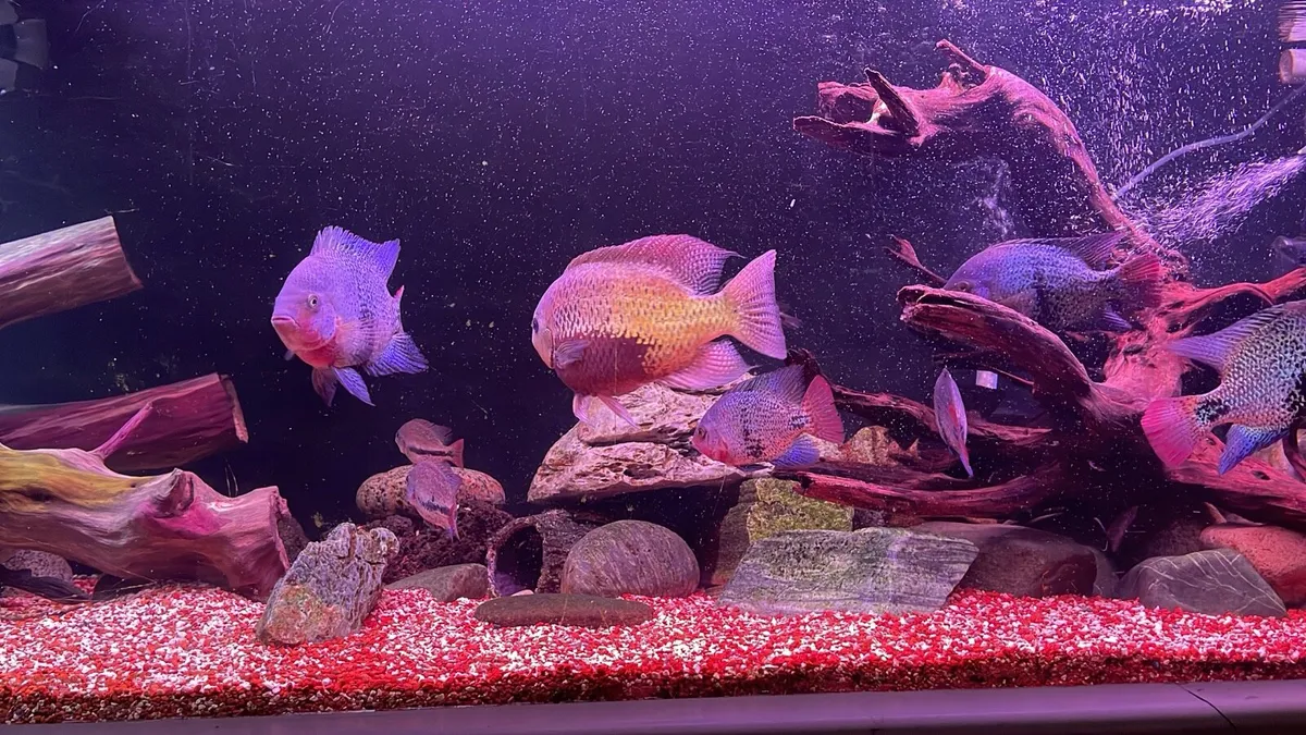 Fish tank 8x2x2 1000 litre - Image 4