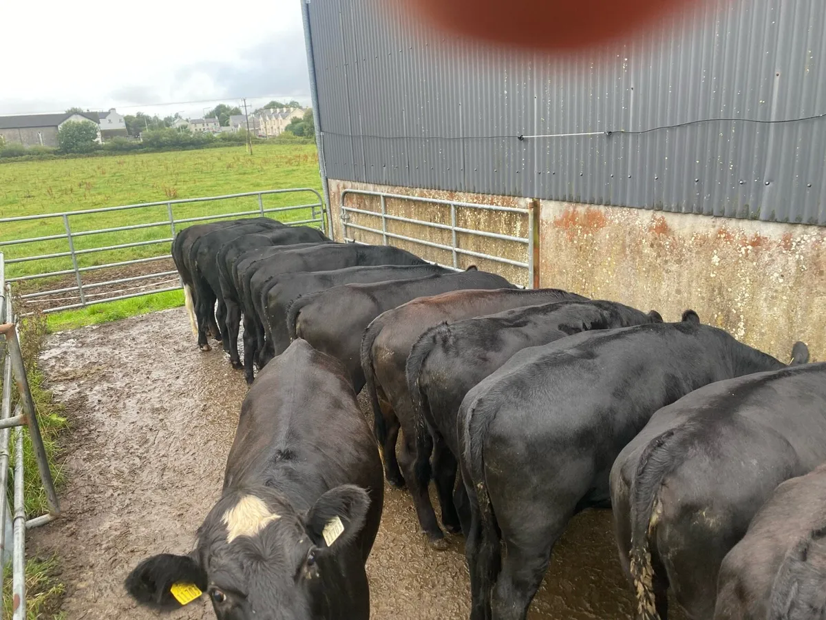 Beef cattle - Image 2