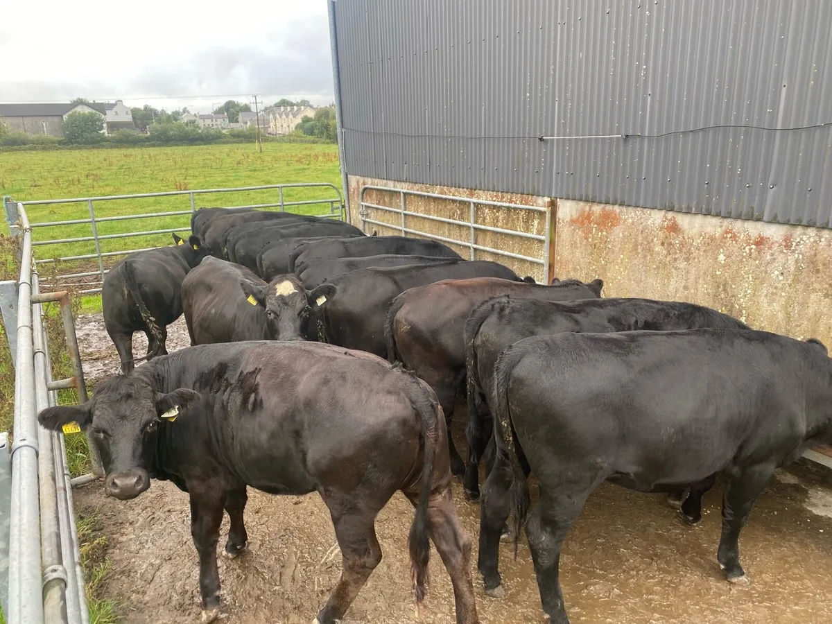 Beef cattle - Image 3