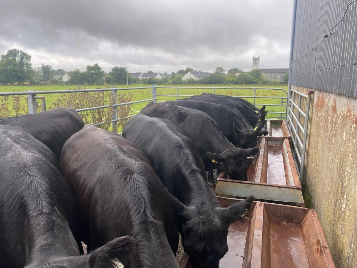 Beef cattle - Image 4