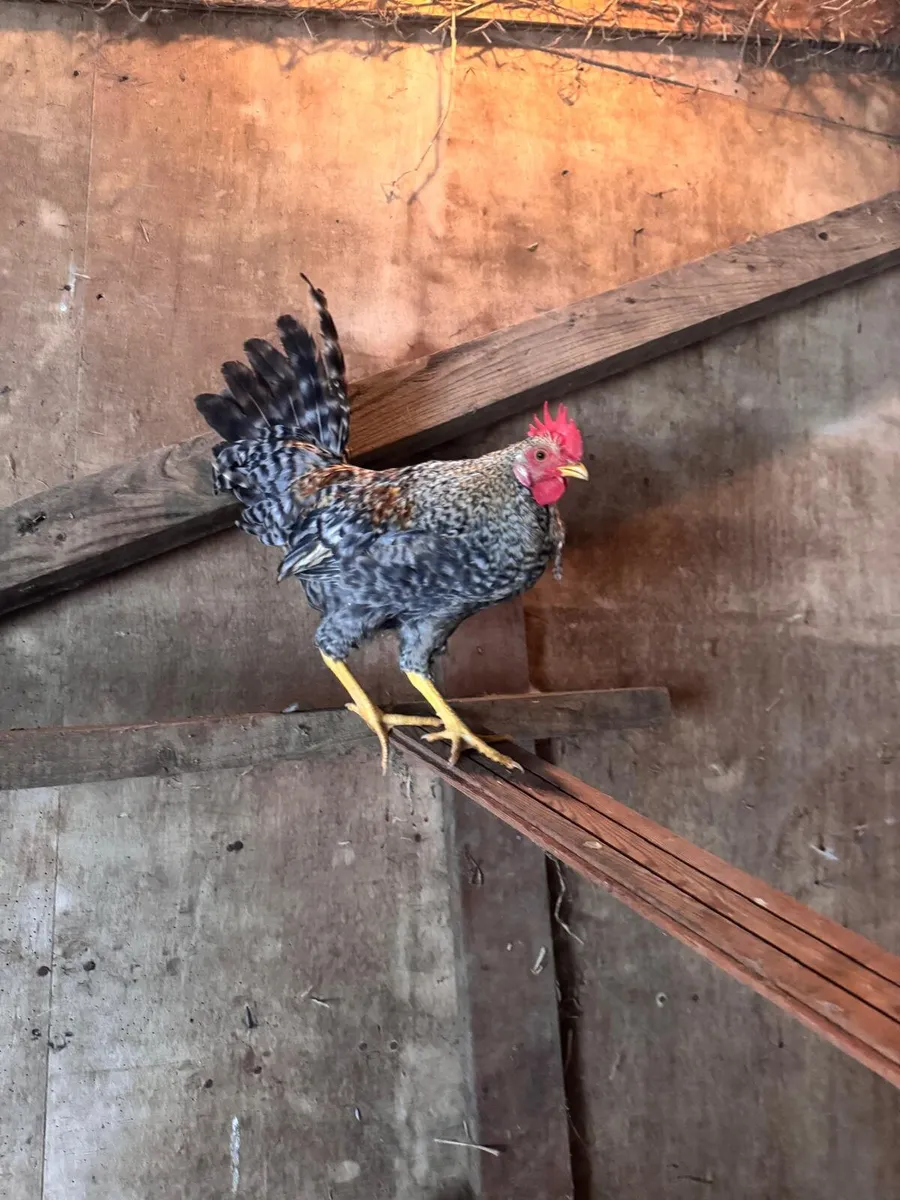 Mixed Rooster - Image 1