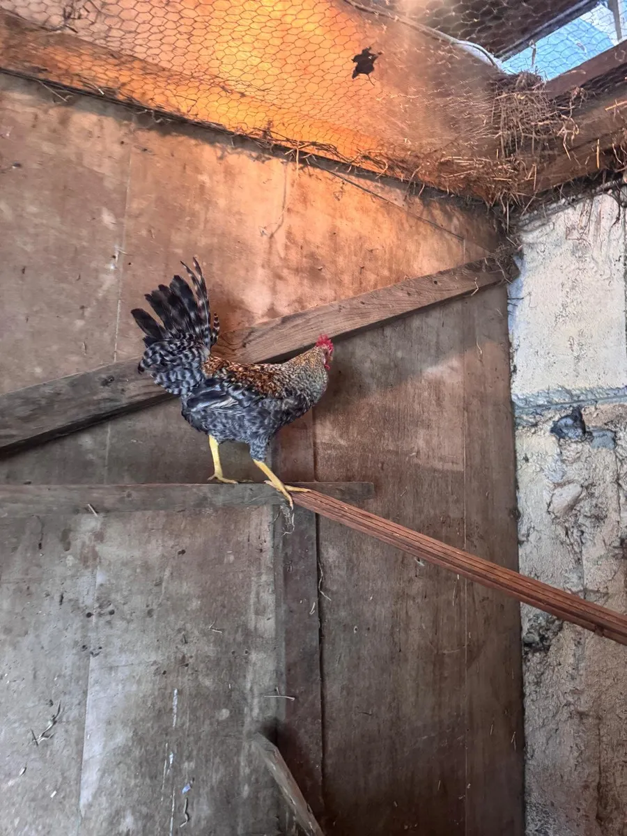 Mixed Rooster - Image 3