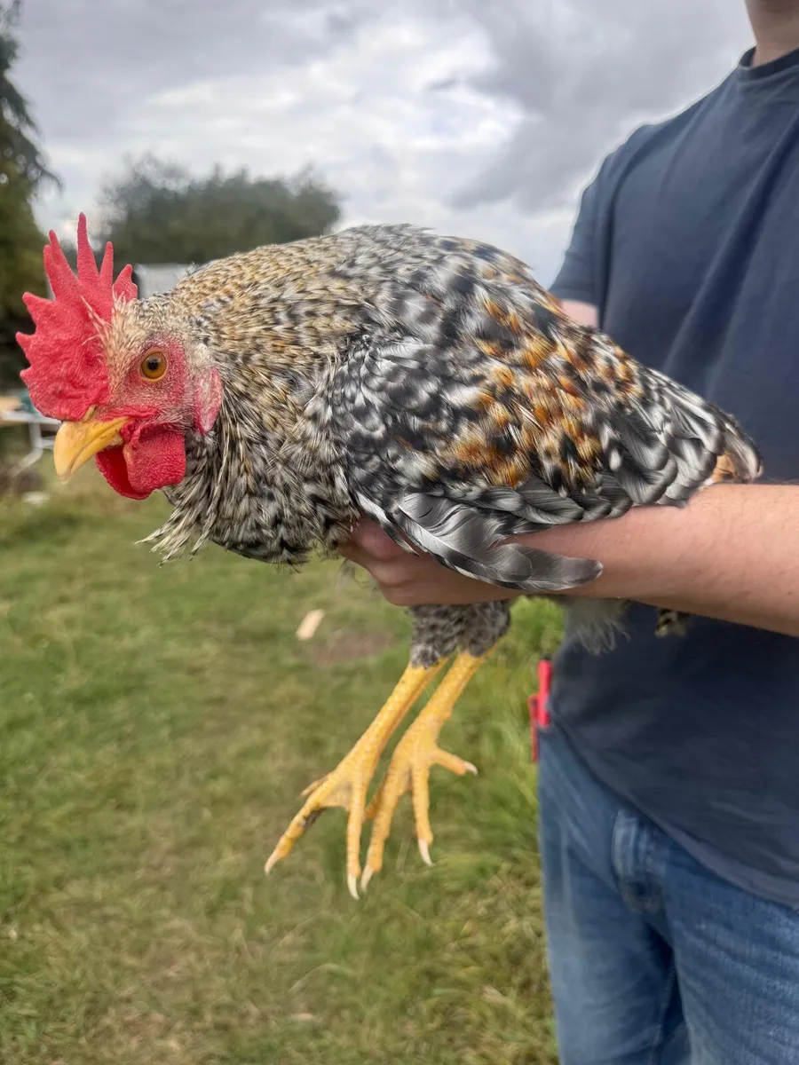 Mixed Rooster - Image 4