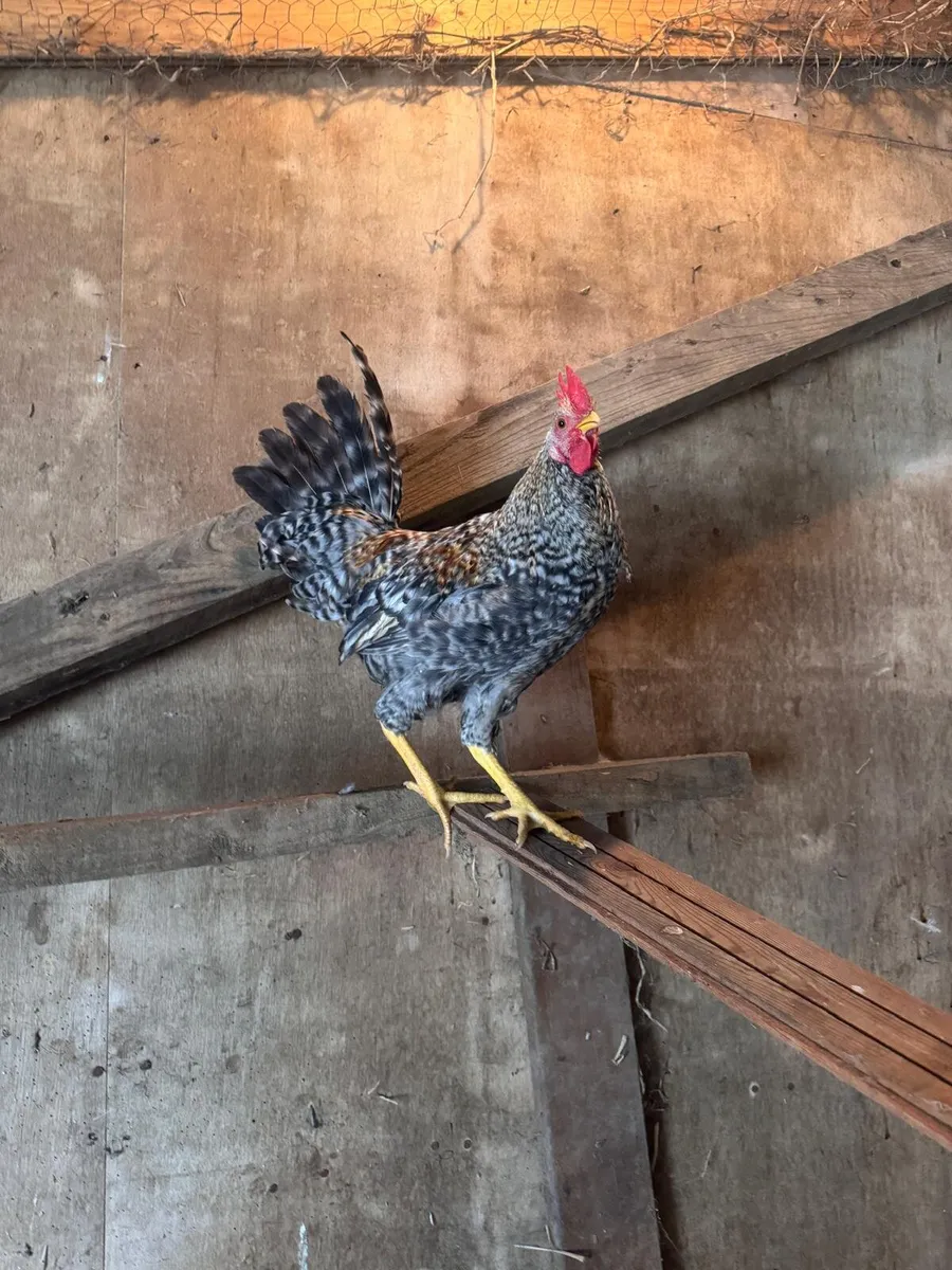Mixed Rooster - Image 2
