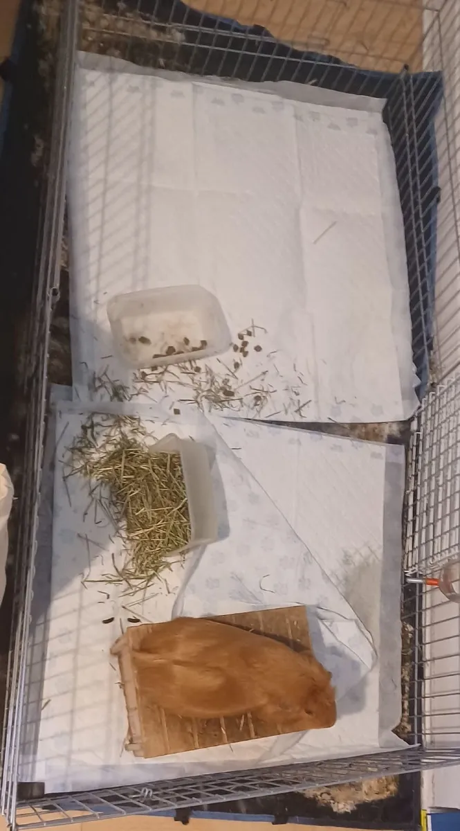 Guinea pigs - Image 4
