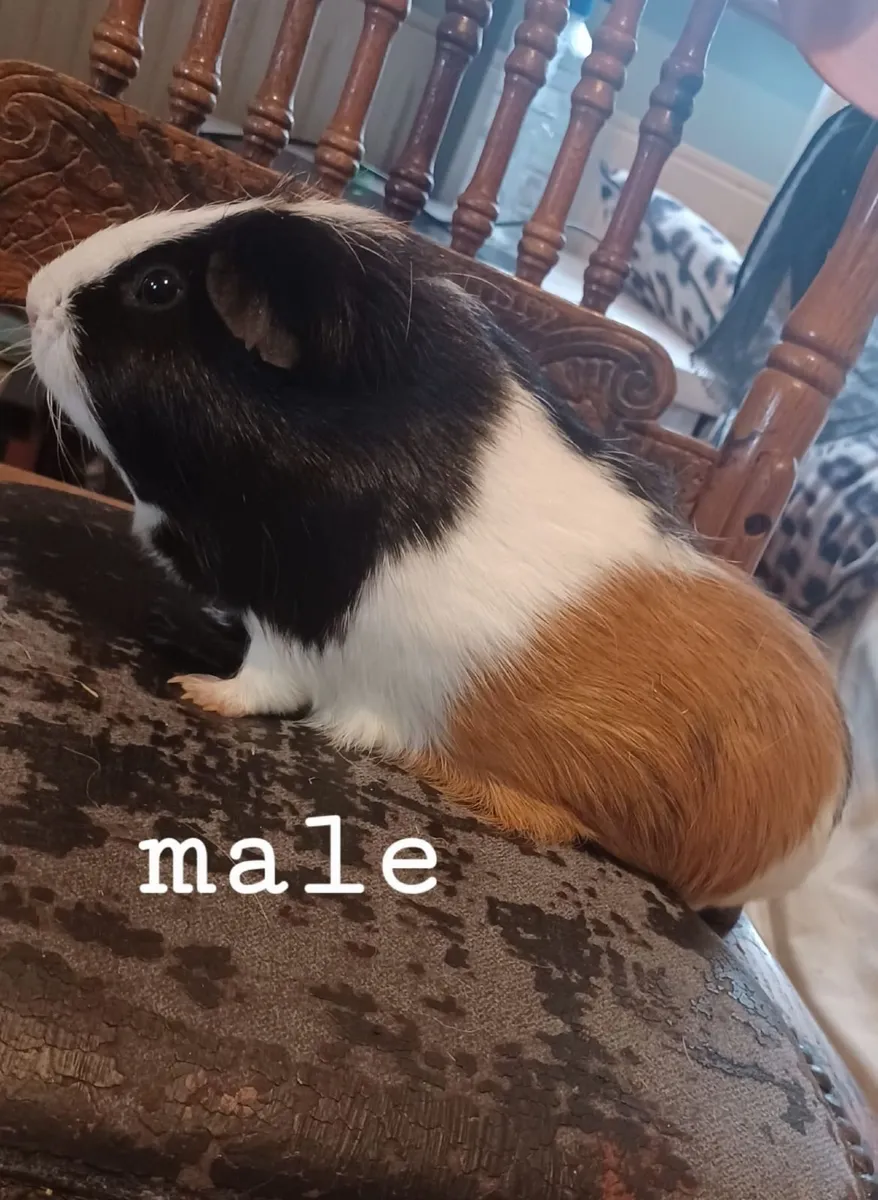 Guinea pigs - Image 1