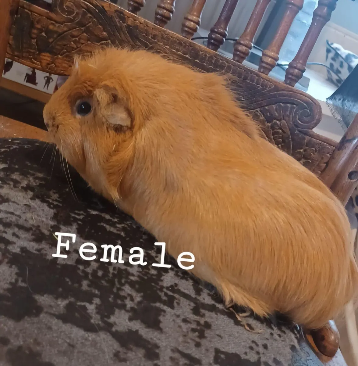 Guinea pigs - Image 2