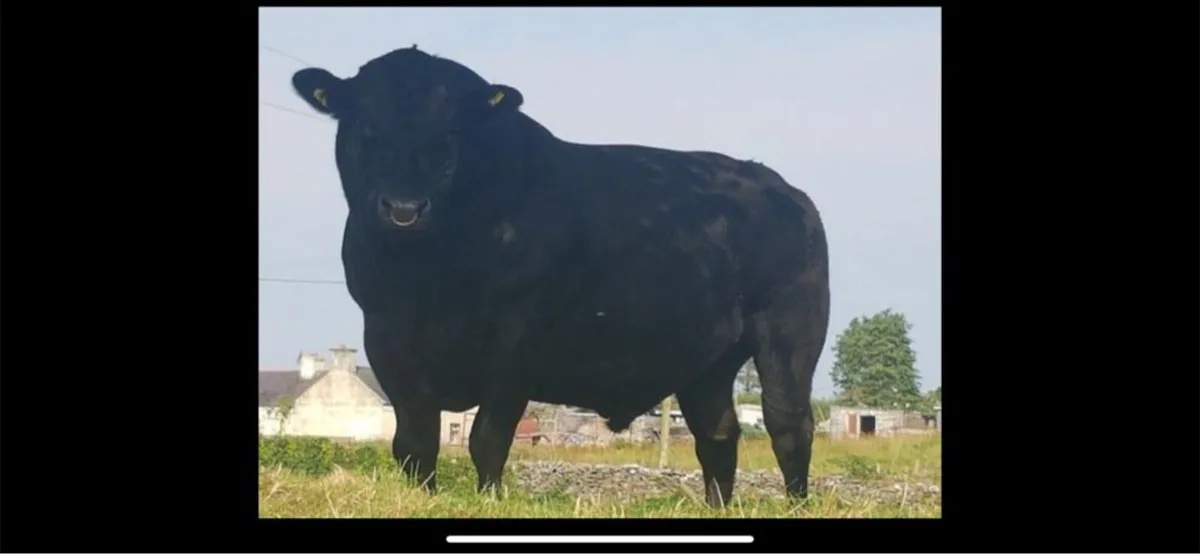Angus Bulls - Image 4