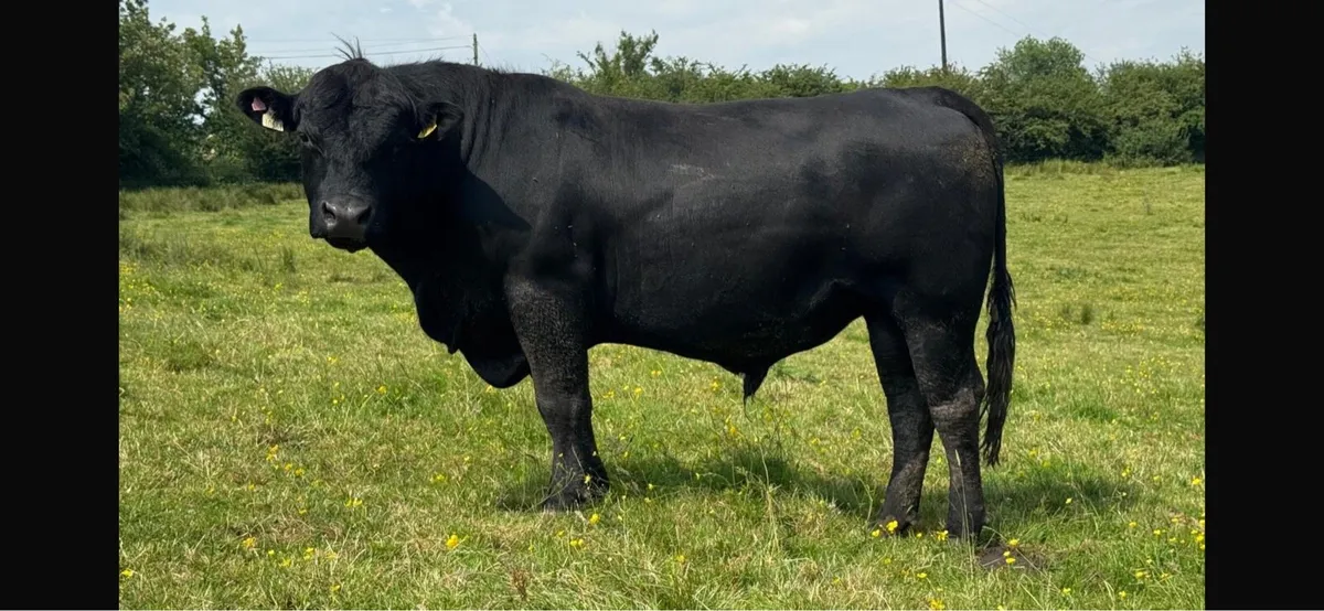 Angus Bulls - Image 1